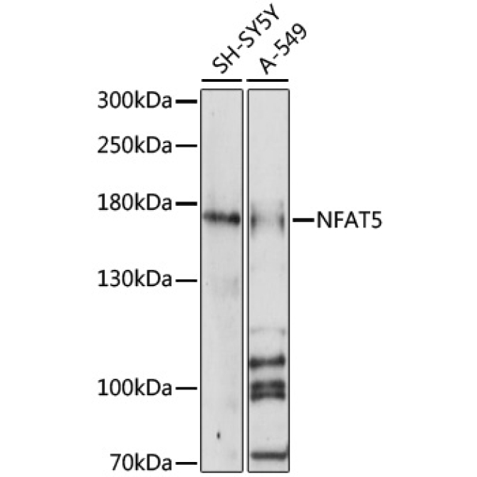 NFAT5 Rabbit Polyclonal Antibody