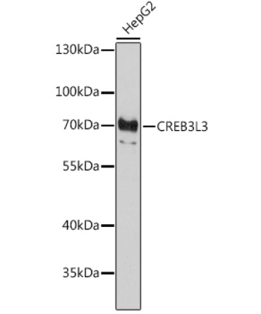 CREB3L3 Rabbit Polyclonal Antibody