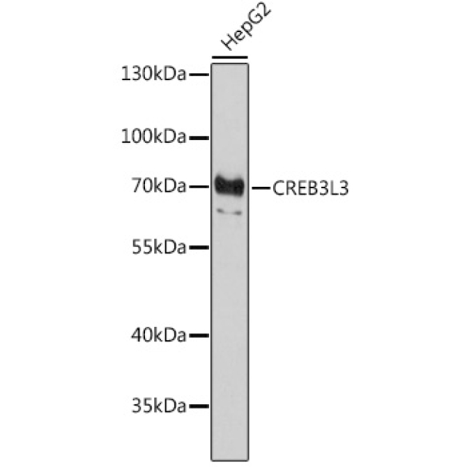 CREB3L3 Rabbit Polyclonal Antibody