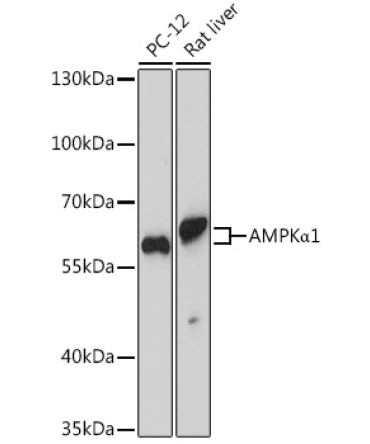 AMPKAlpha1 Rabbit Polyclonal Antibody