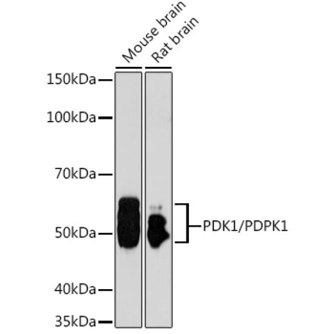 PDK1/PDPK1 Rabbit Polyclonal Antibody [KO Validated]