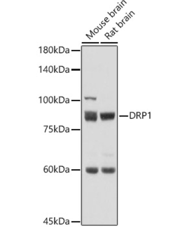 DRP1 Rabbit Polyclonal Antibody