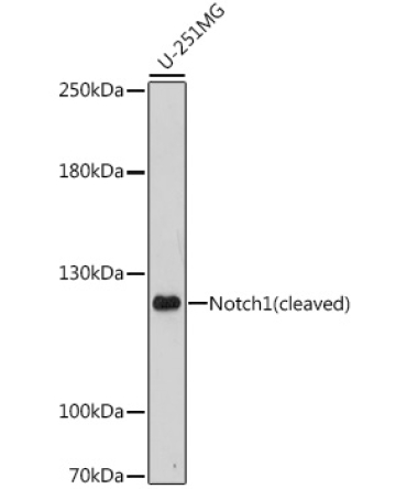 Notch1 Rabbit Polyclonal Antibody