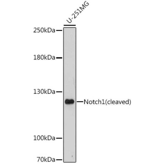 Notch1 Rabbit Polyclonal Antibody