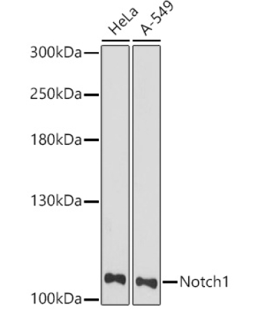 Notch1 Rabbit Polyclonal Antibody