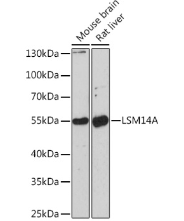 LSM14A Rabbit Polyclonal Antibody