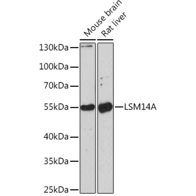LSM14A Rabbit Polyclonal Antibody