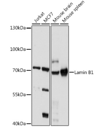 Lamin B1 Rabbit Polyclonal Antibody