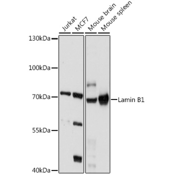 Lamin B1 Rabbit Polyclonal Antibody