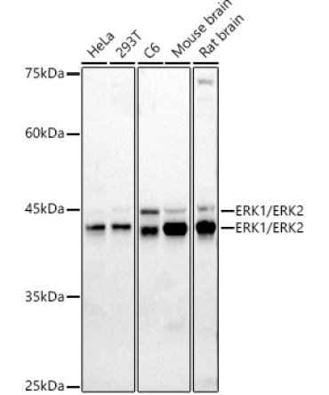 ERK1 / ERK2 Rabbit Polyclonal Antibody