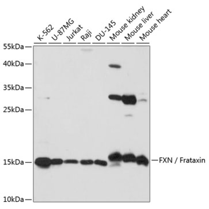 FXN / Frataxin Rabbit Polyclonal Antibody