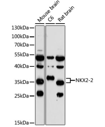 NKX2-2 Rabbit Polyclonal Antibody