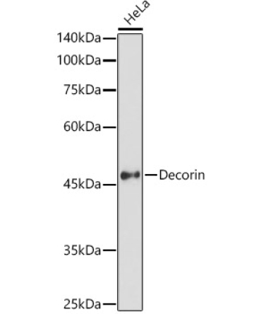 Decorin Rabbit Polyclonal Antibody