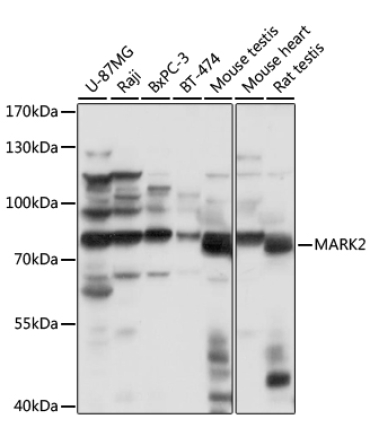 MARK2 Rabbit Polyclonal Antibody