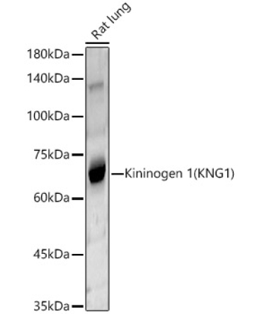 Kininogen 1 (KNG1) Rabbit Polyclonal Antibody