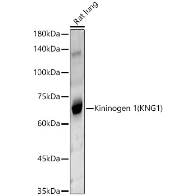 Kininogen 1 (KNG1) Rabbit Polyclonal Antibody