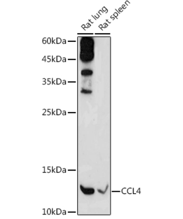 CCL4 Rabbit Polyclonal Antibody