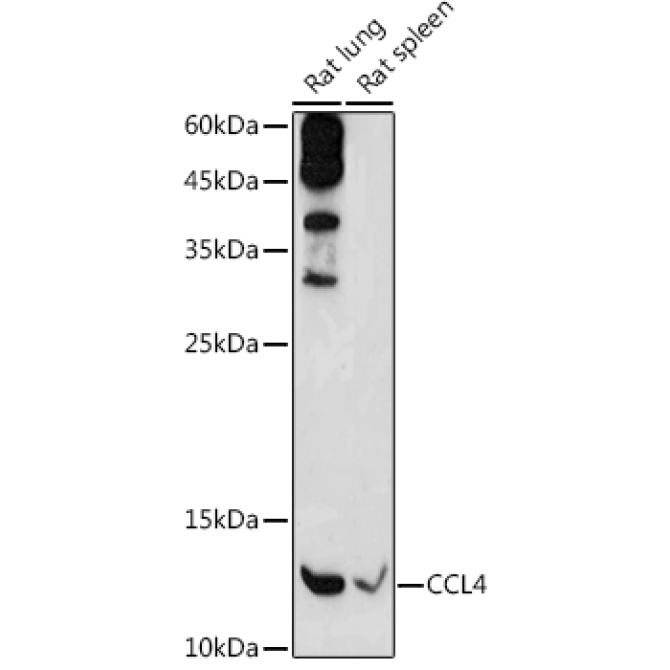 CCL4 Rabbit Polyclonal Antibody