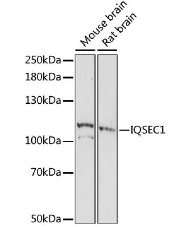 IQSEC1 Rabbit Polyclonal Antibody
