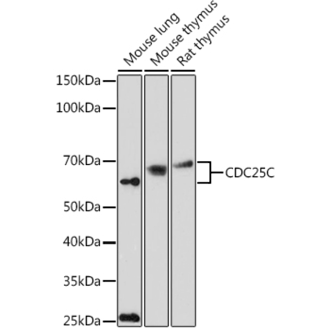 CDC25C Rabbit Polyclonal Antibody