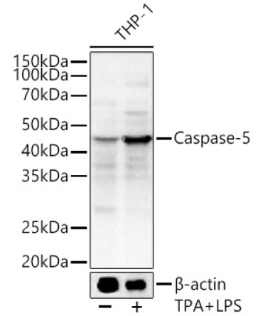 Caspase-5 Rabbit Polyclonal Antibody