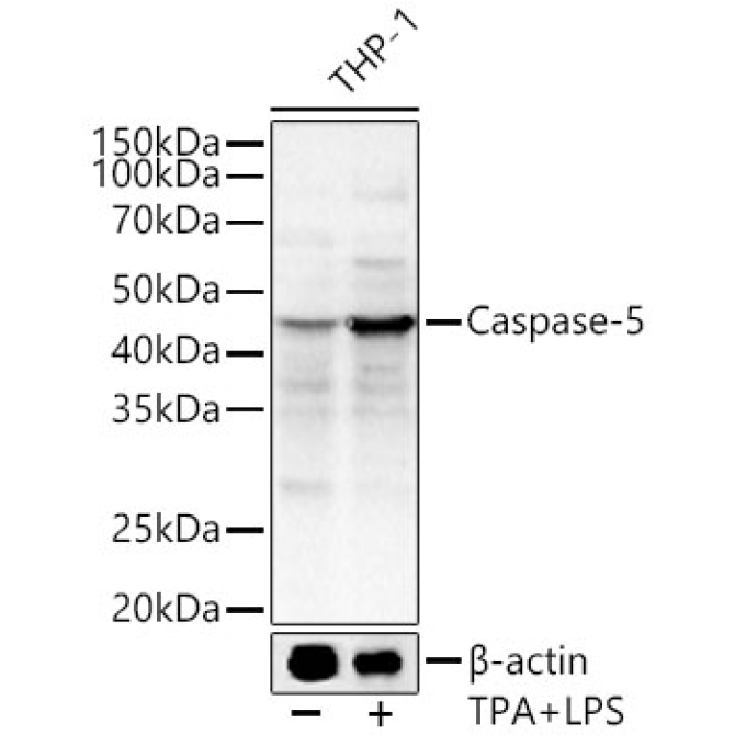 Caspase-5 Rabbit Polyclonal Antibody