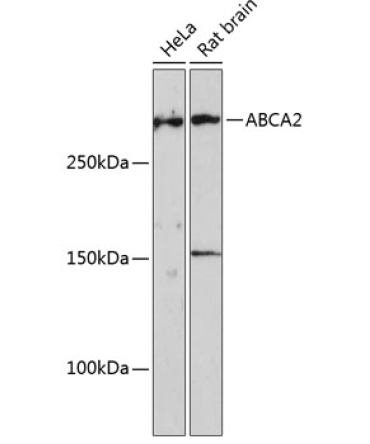 ABCA2 Rabbit Polyclonal Antibody
