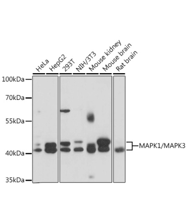 MAPK1/MAPK3 Rabbit Polyclonal Antibody