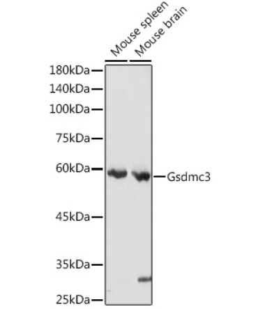 Gsdmc3 Rabbit Polyclonal Antibody