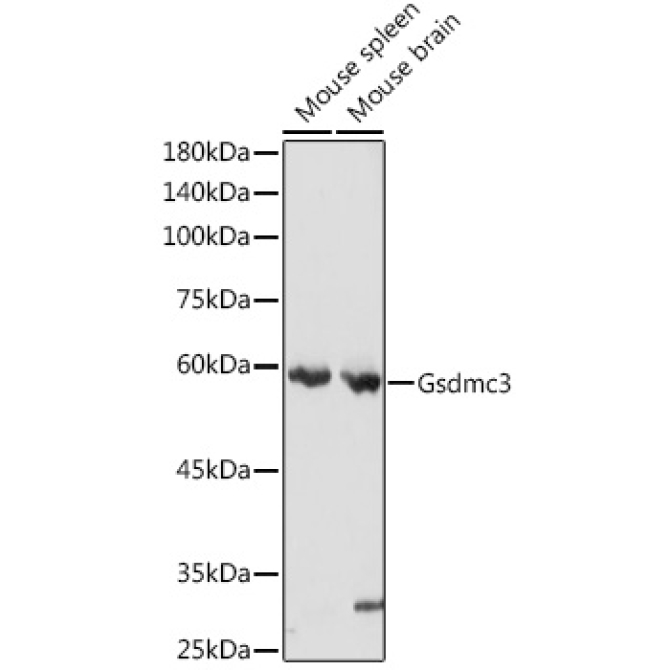 Gsdmc3 Rabbit Polyclonal Antibody