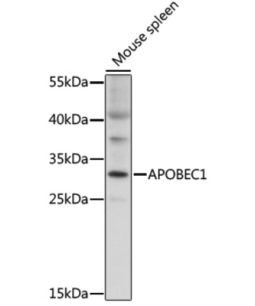 APOBEC1 Rabbit Polyclonal Antibody