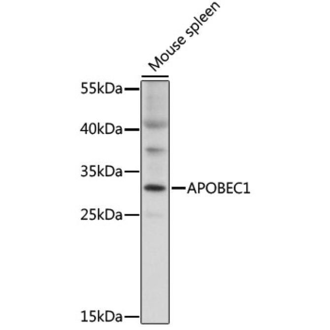 APOBEC1 Rabbit Polyclonal Antibody