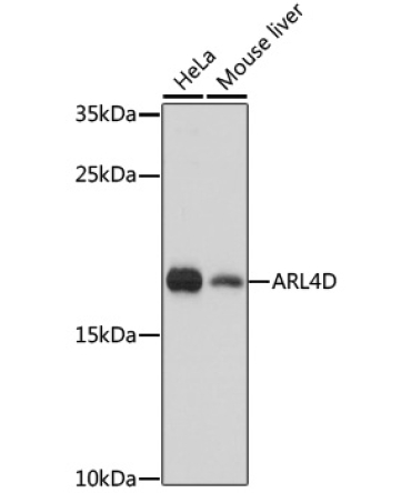 ARL4D Rabbit Polyclonal Antibody