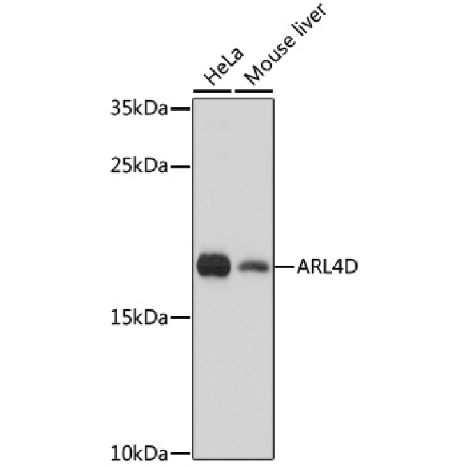ARL4D Rabbit Polyclonal Antibody