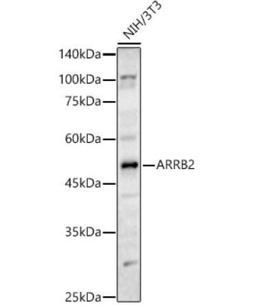 ARRB2 Rabbit Polyclonal Antibody