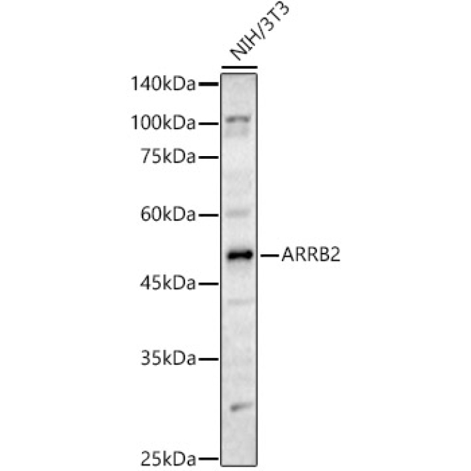 ARRB2 Rabbit Polyclonal Antibody