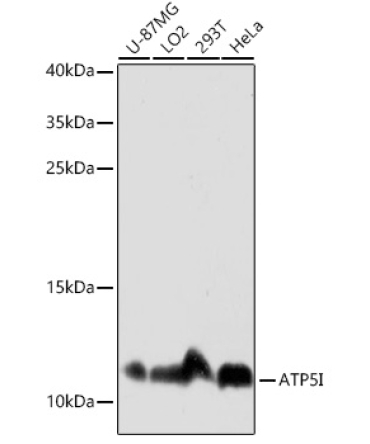 ATP5I Rabbit Polyclonal Antibody