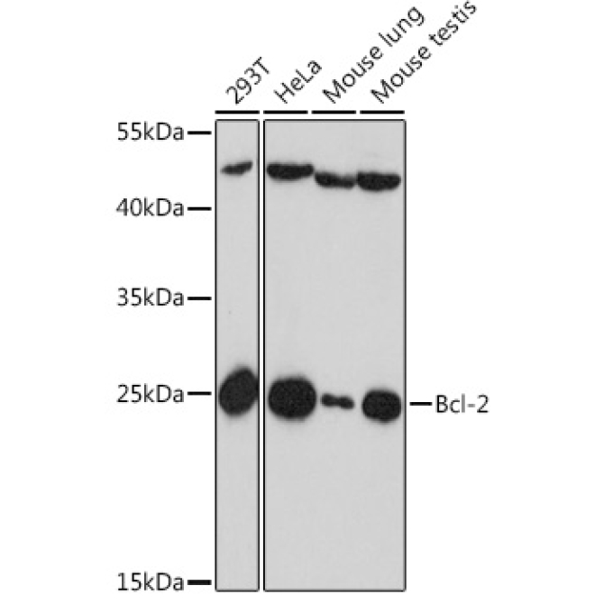 Bcl-2 Rabbit Polyclonal Antibody