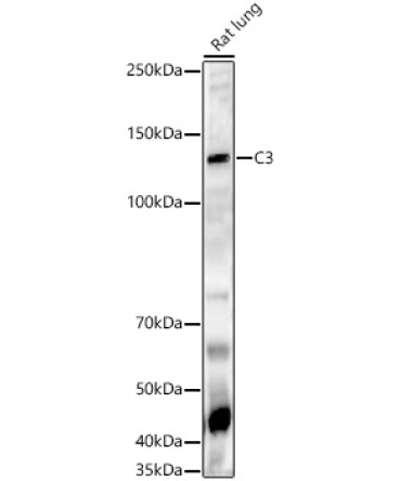 C3 Rabbit Polyclonal Antibody