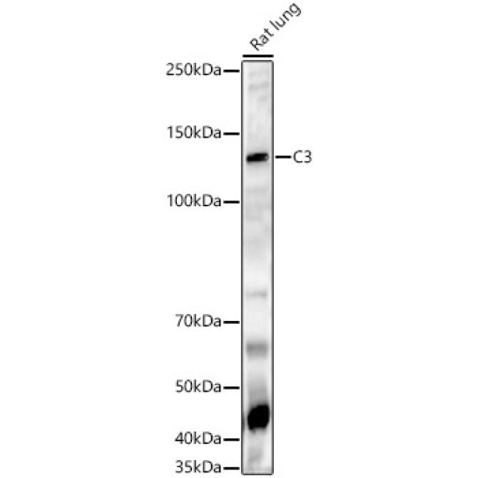 C3 Rabbit Polyclonal Antibody