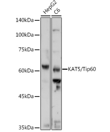 KAT5/Tip60 Rabbit Polyclonal Antibody