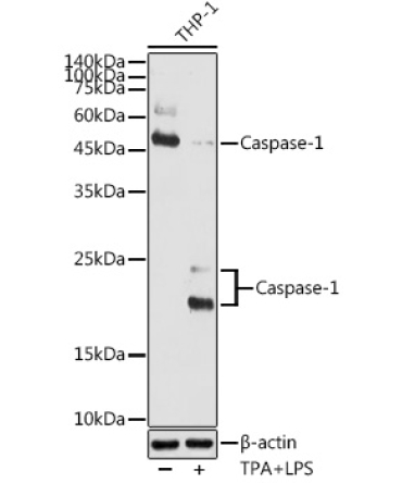 Caspase-1 Rabbit Polyclonal Antibody
