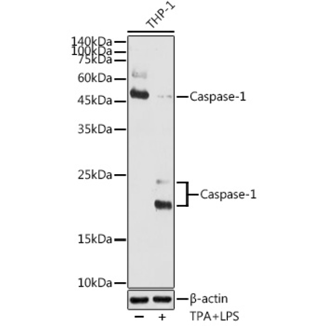 Caspase-1 Rabbit Polyclonal Antibody
