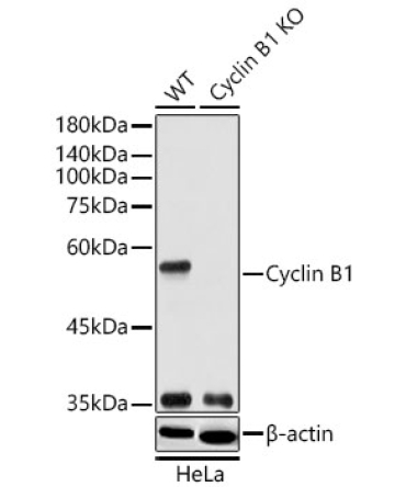 Cyclin B1 Rabbit Polyclonal Antibody [KO Validated]