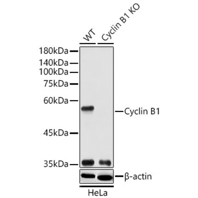Cyclin B1 Rabbit Polyclonal Antibody [KO Validated]