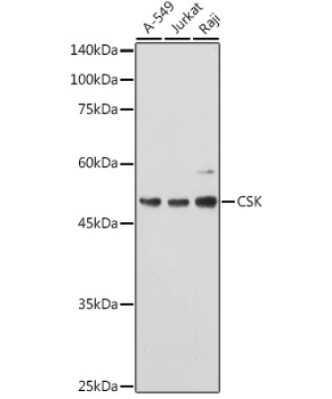 CSK Rabbit Polyclonal Antibody