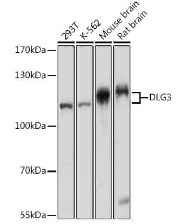 DLG3 Rabbit Polyclonal Antibody