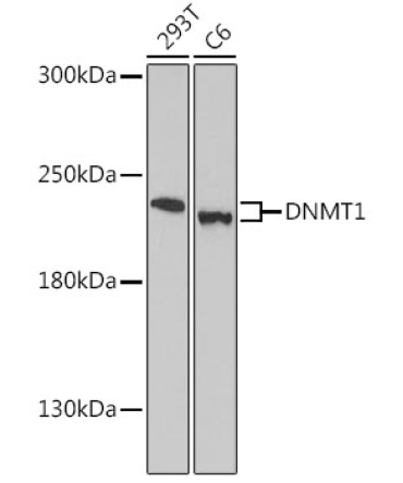 DNMT1 Rabbit Polyclonal Antibody