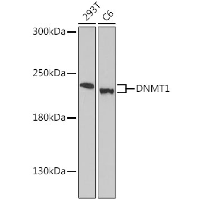 DNMT1 Rabbit Polyclonal Antibody