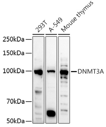 DNMT3A Rabbit Polyclonal Antibody